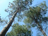 Le pin des Landes au terme de sa croissance.