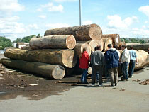 L'import - export des bois